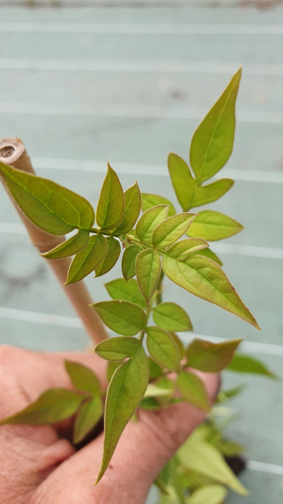 Jasmin officinal (Jasminue officinalis)