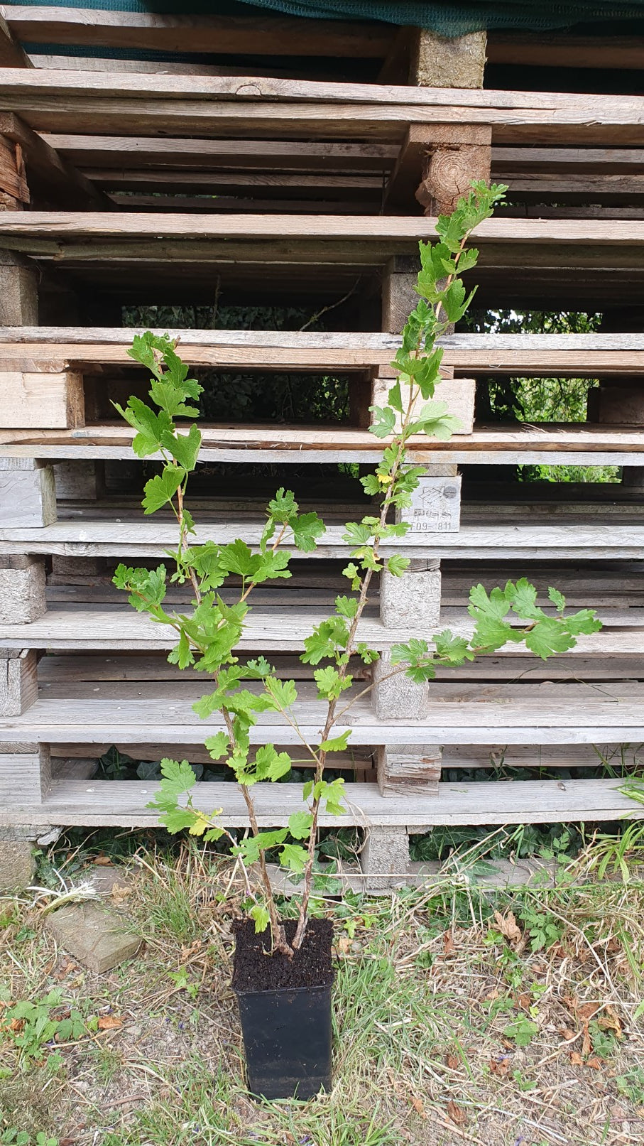 Groseille à maquereau rouge sans épines "Captivator" (ribes uva crispa)