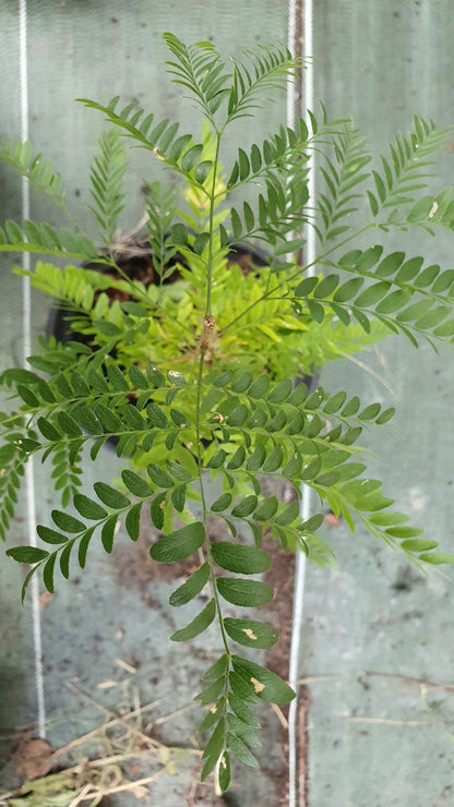 Févier d'amérique sans épines (Gleditsia triacanthos inermis)