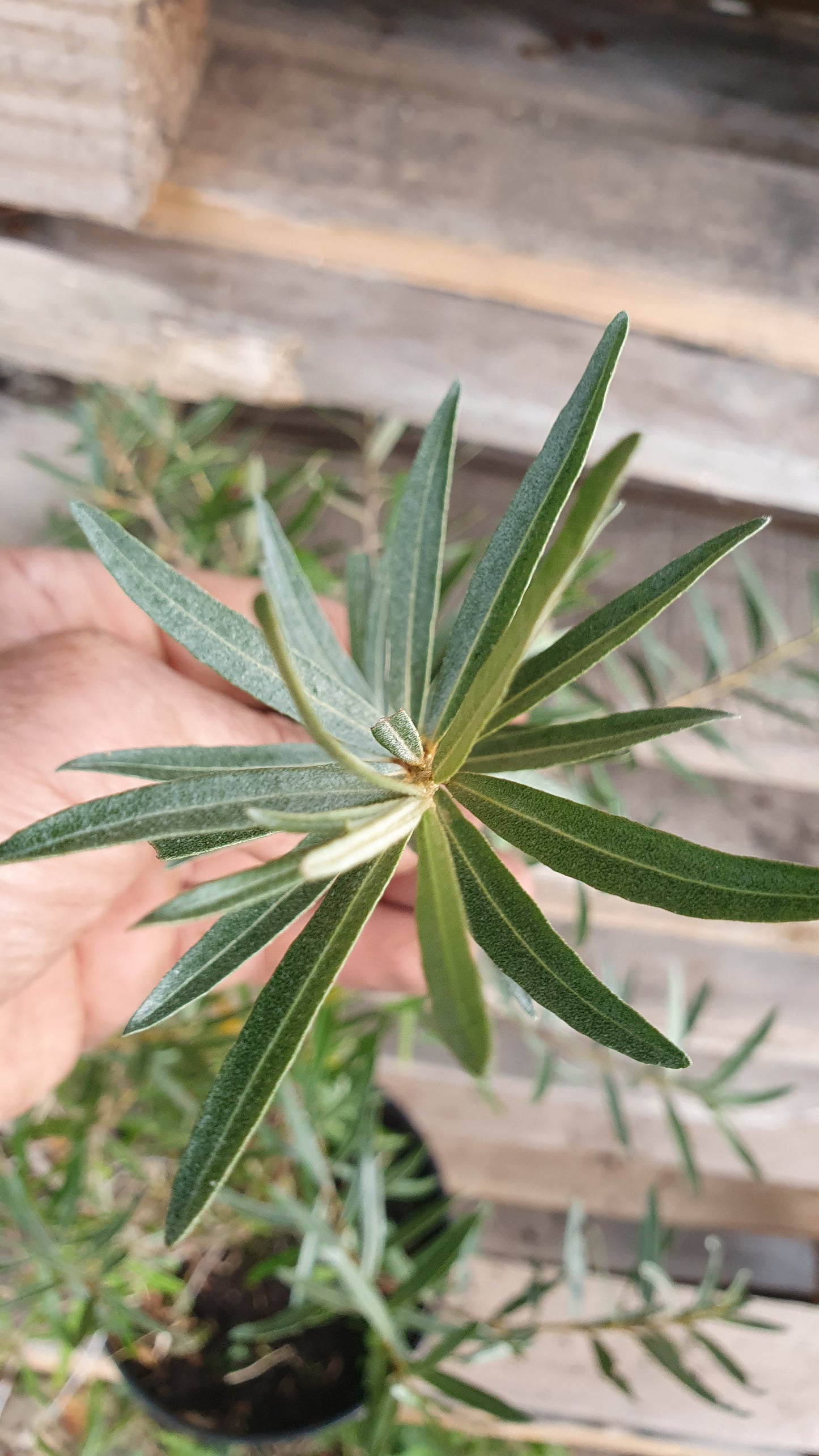 Argousier de semis (Hippophae rhamnoides)