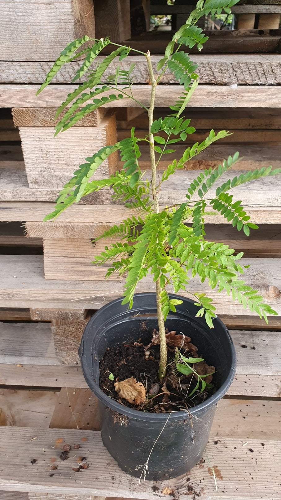 Févier d'amérique sans épines (Gleditsia triacanthos inermis)