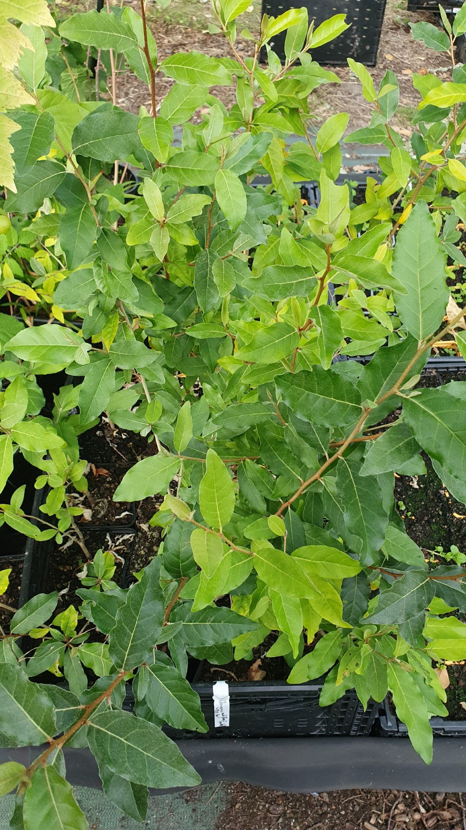 Goumi du japon (Elaeagnus multiflora)