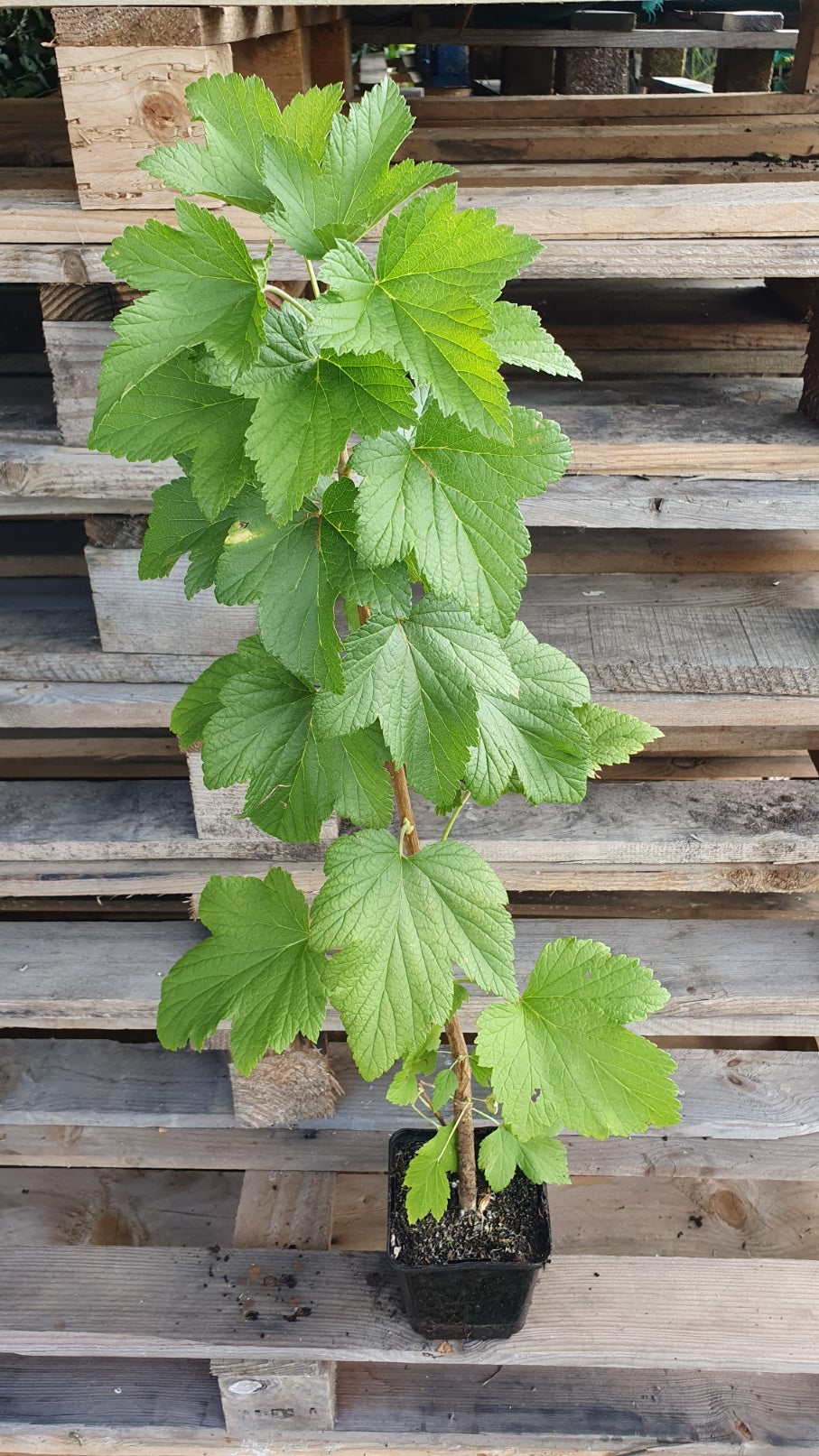 Cassis "Titania"