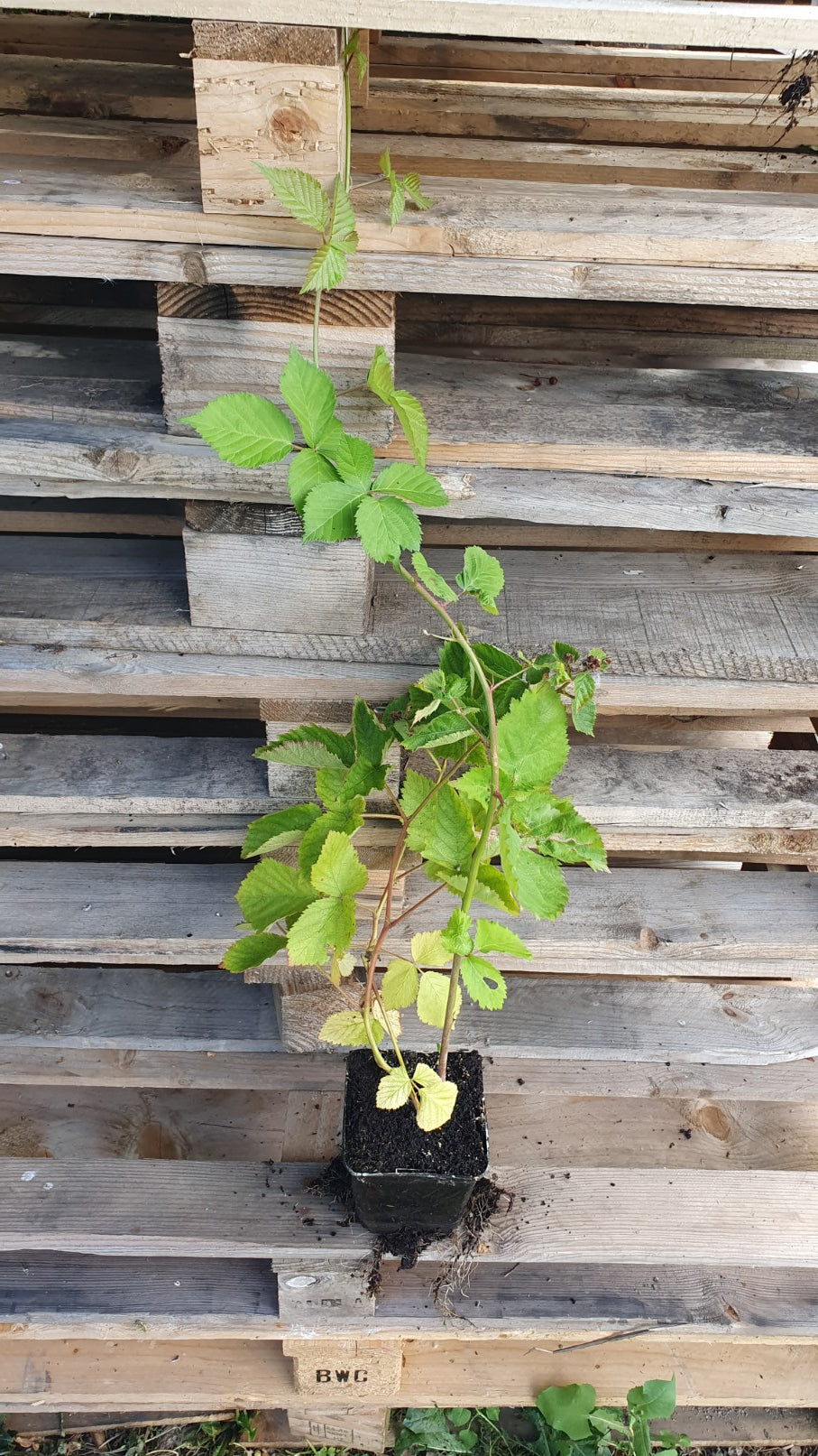 Mûre sans épine à gros fruit "Black satin" (Rubus fruticosus)