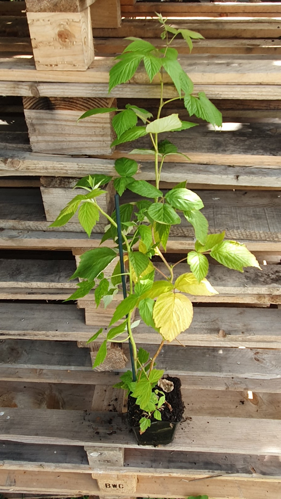 Framboisier "Géante de Toulx" (Rubus ideaus)