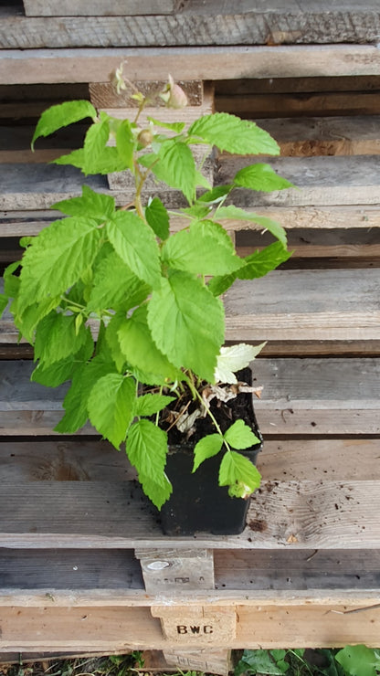 Framboisier nain (Rubus ideaus)