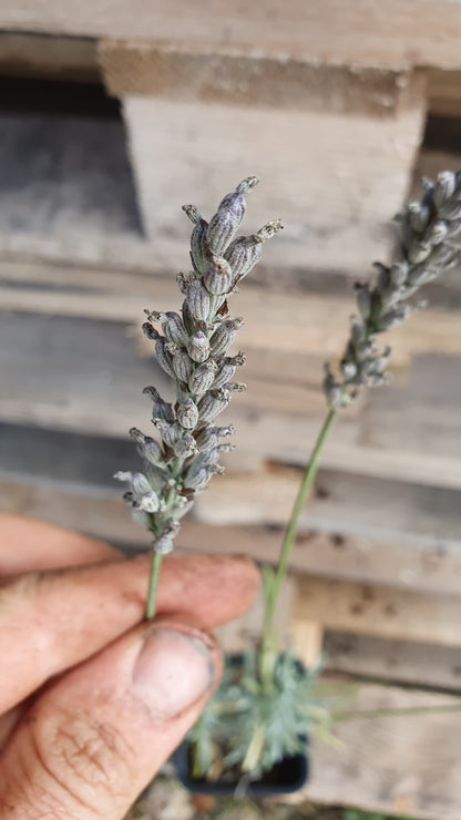 Lavandin "Grosso" (lavendula intermedia)