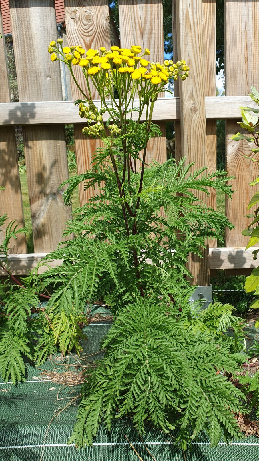 Tanaisie (Tanacetum vulgare)