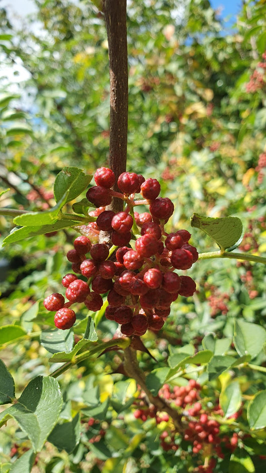 Poivrier du Sichuan (Zanthoxylum piperitum)