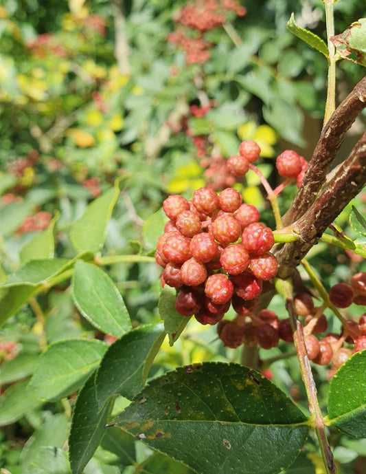 Poivrier du Sichuan (Zanthoxylum piperitum)