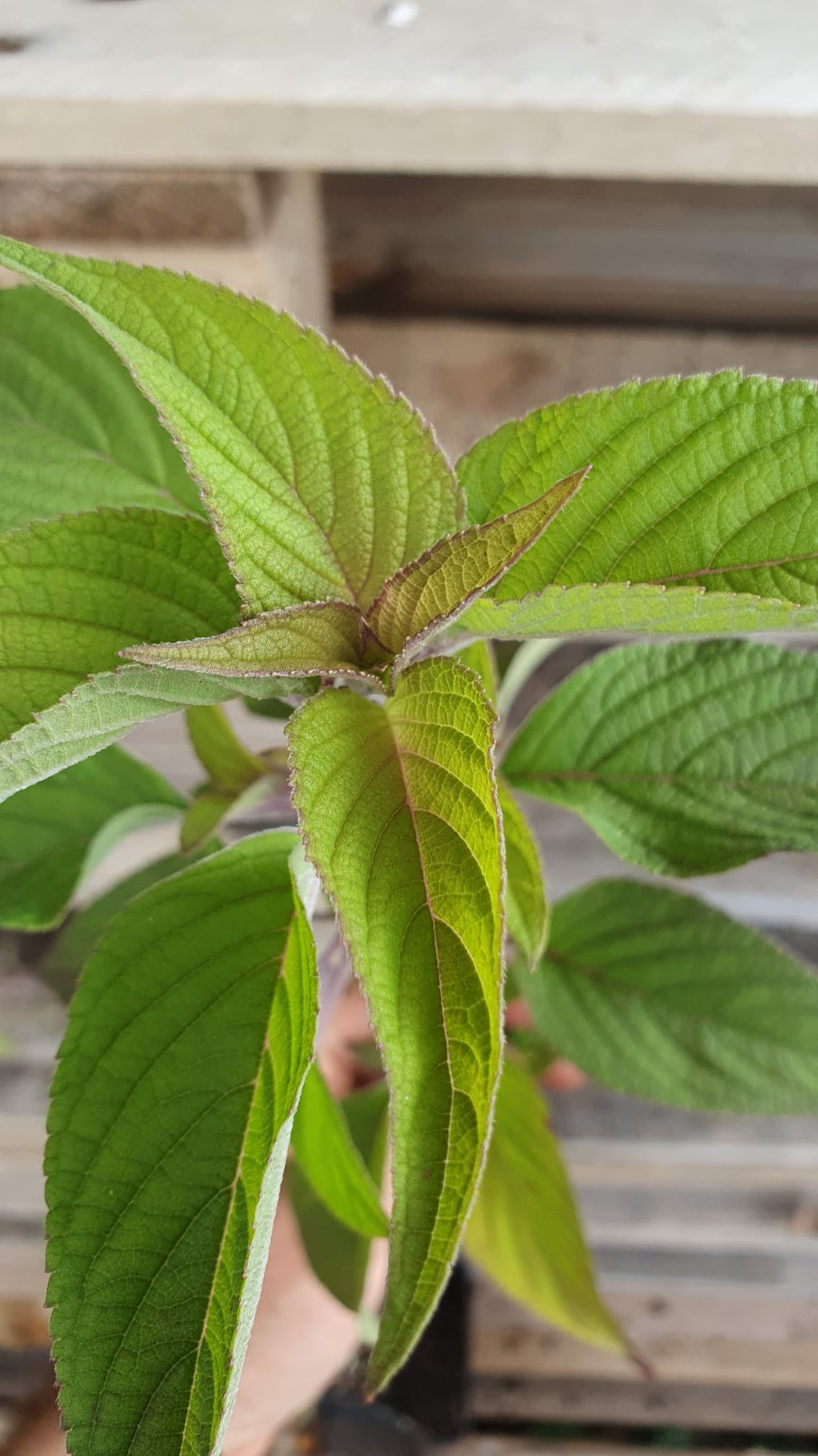 Sauge "Ananas" (Salvia elegans)