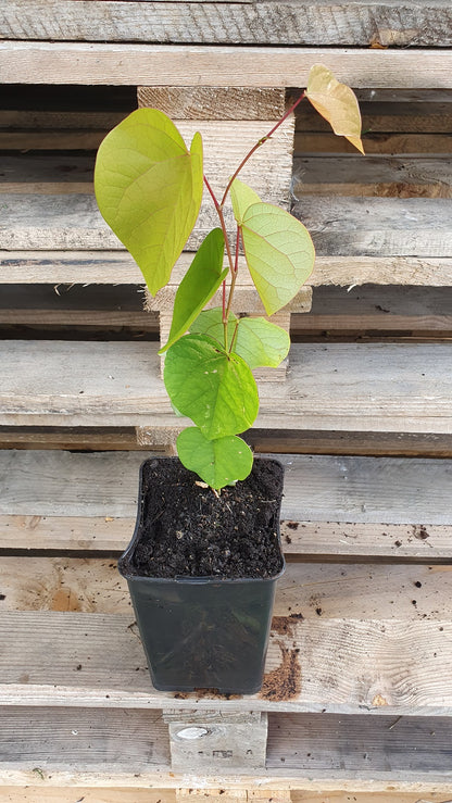 Arbre de judée (Cercis siliquastrum)