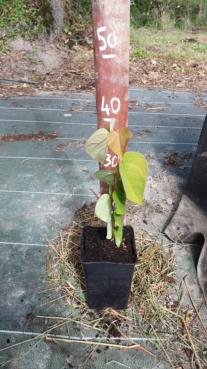 Arbre de judée (Cercis siliquastrum)