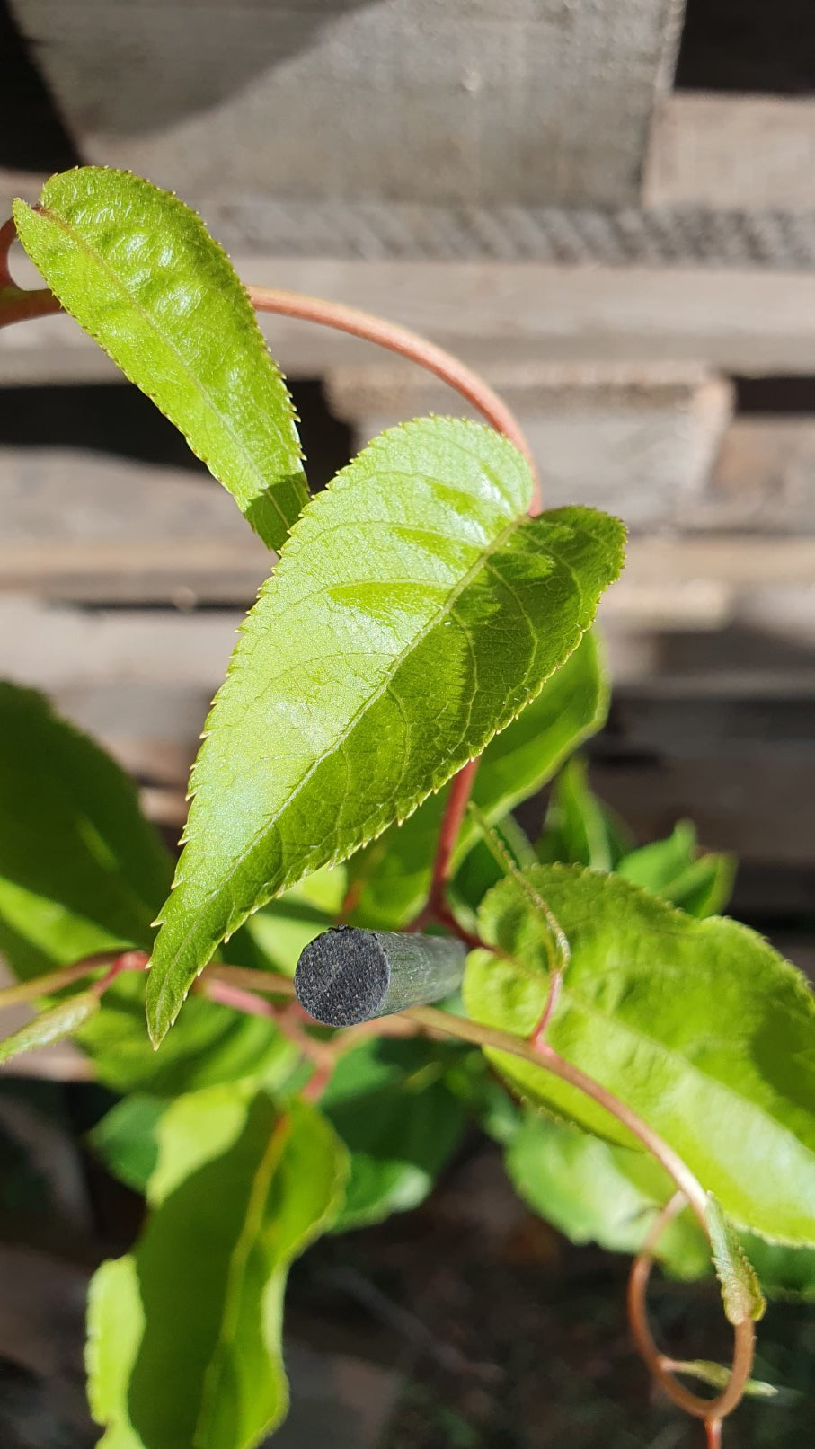 Kiwaï mâle "Weima" Kiwi de sibérie  (Actinidia arguta)