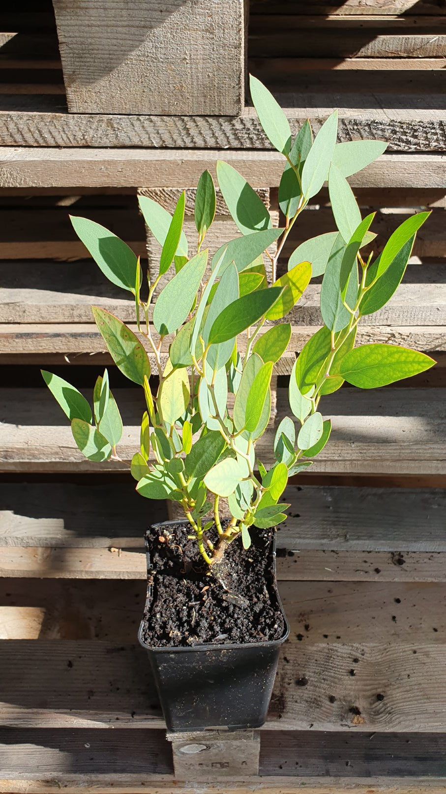 Eucalyptus Gommier des neiges (Eucalyptus niphophilia)