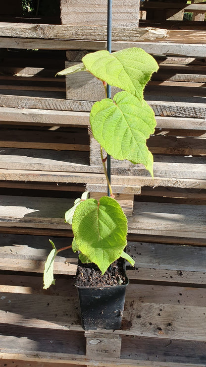 Kiwi mâle "Tomuri" (Actinidia chinensis)