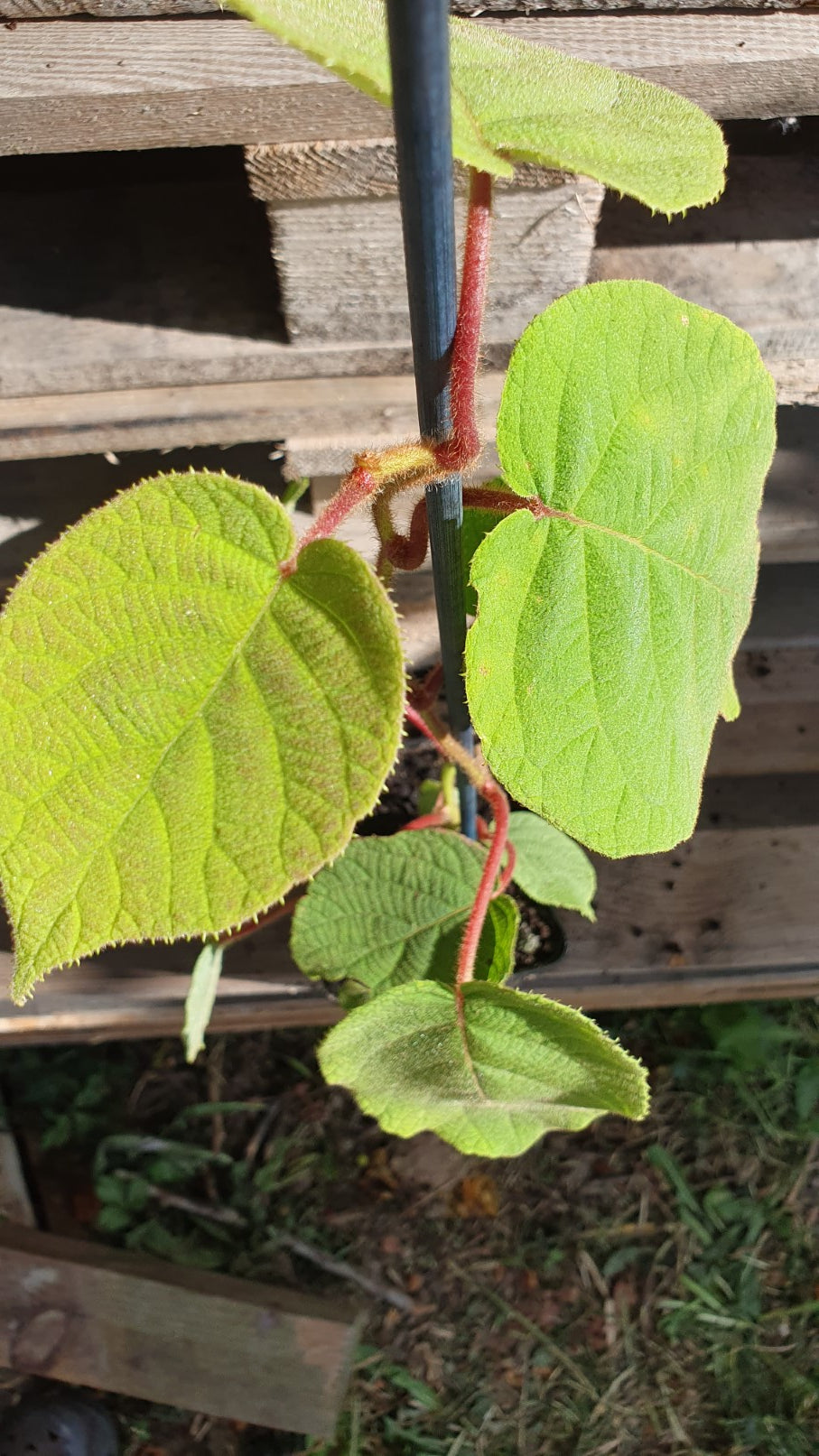 Kiwi autofertile "Jenny" (actinidia chinensis)