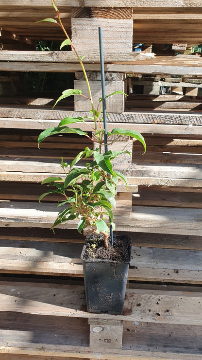 Kiwaï femelle rouge "Ken'red" // Kiwi de sibérie (Actinidia arguta)