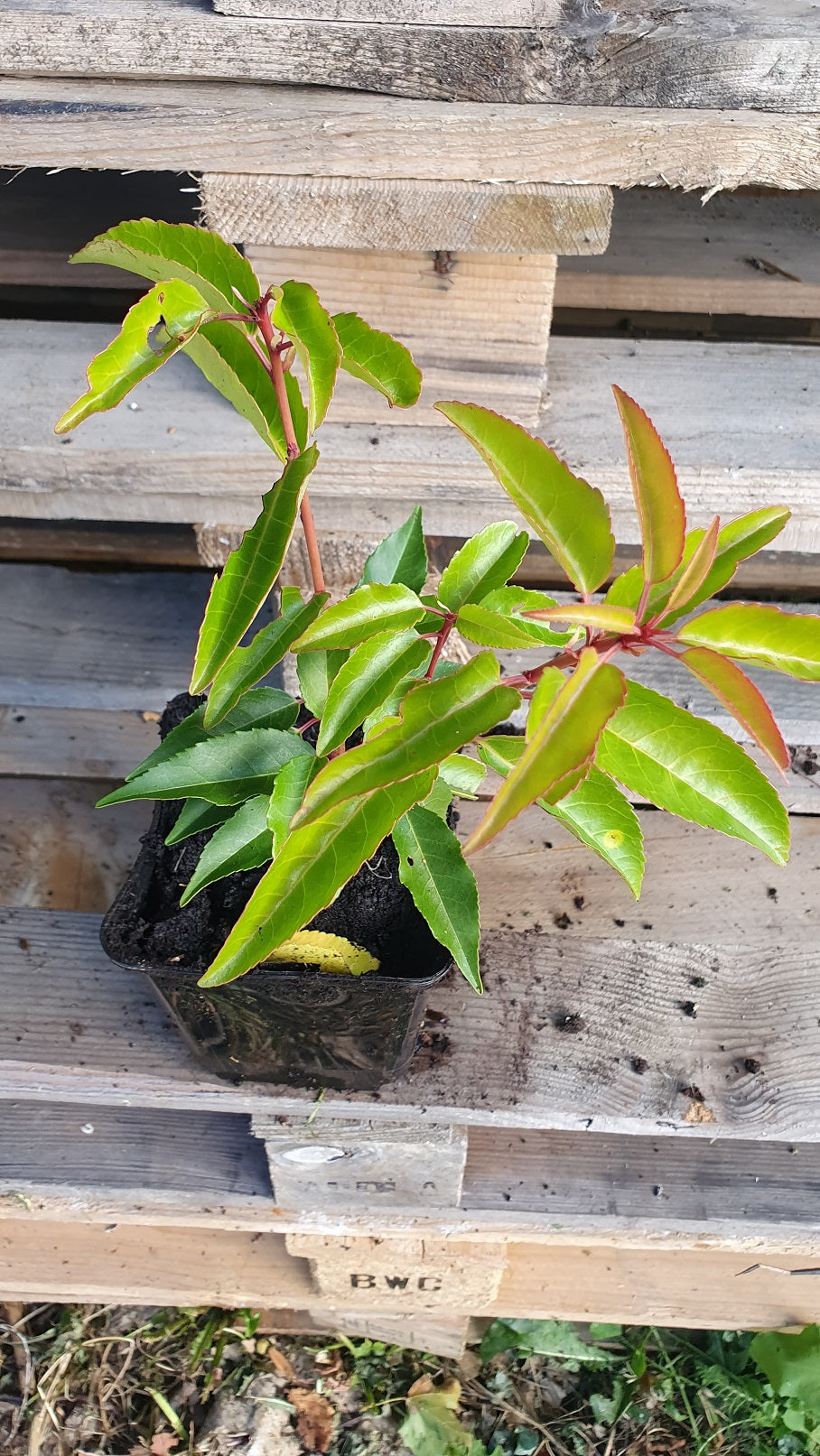 Laurier du portugal (Prunus lusitanica)