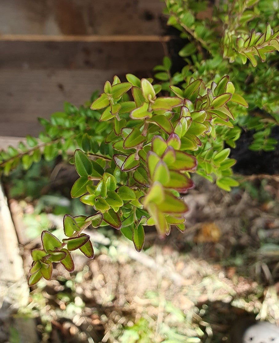 Chévreufeuille arbustif à feuille de buis (Lonicera nitida)