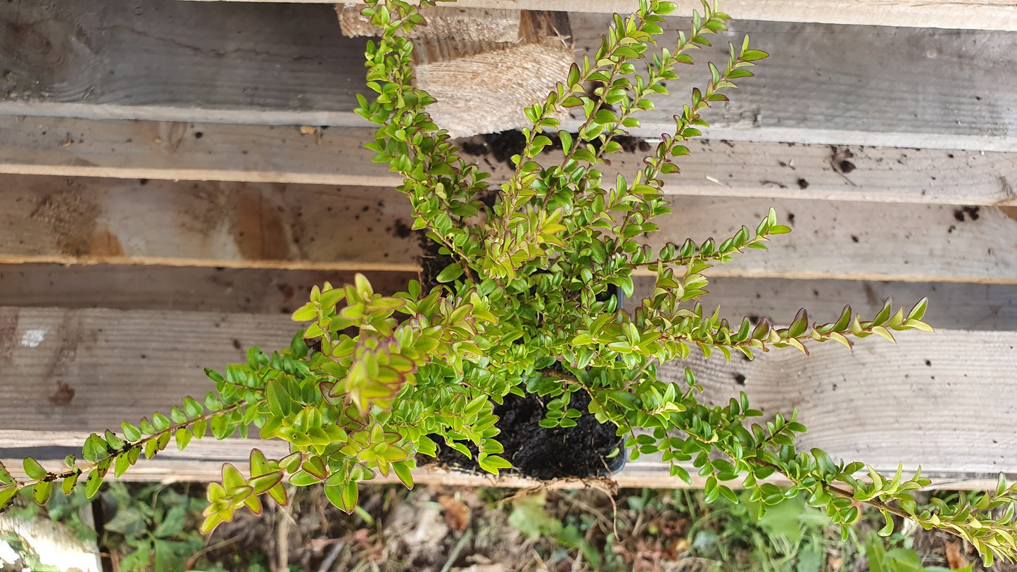 Chévreufeuille arbustif à feuille de buis (Lonicera nitida)