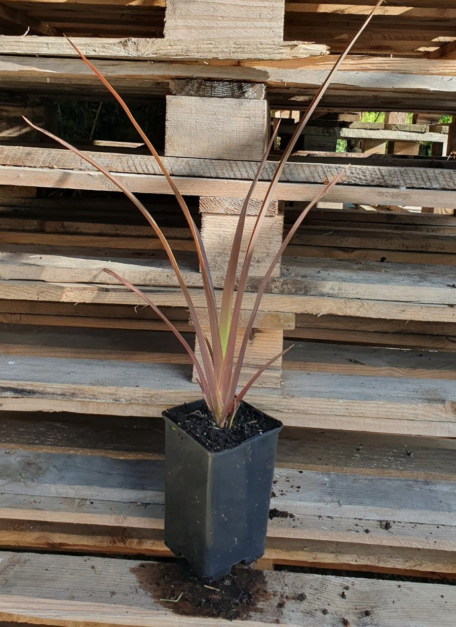 Lin de nouvelle Zélande rouge (Phormium Tenax)