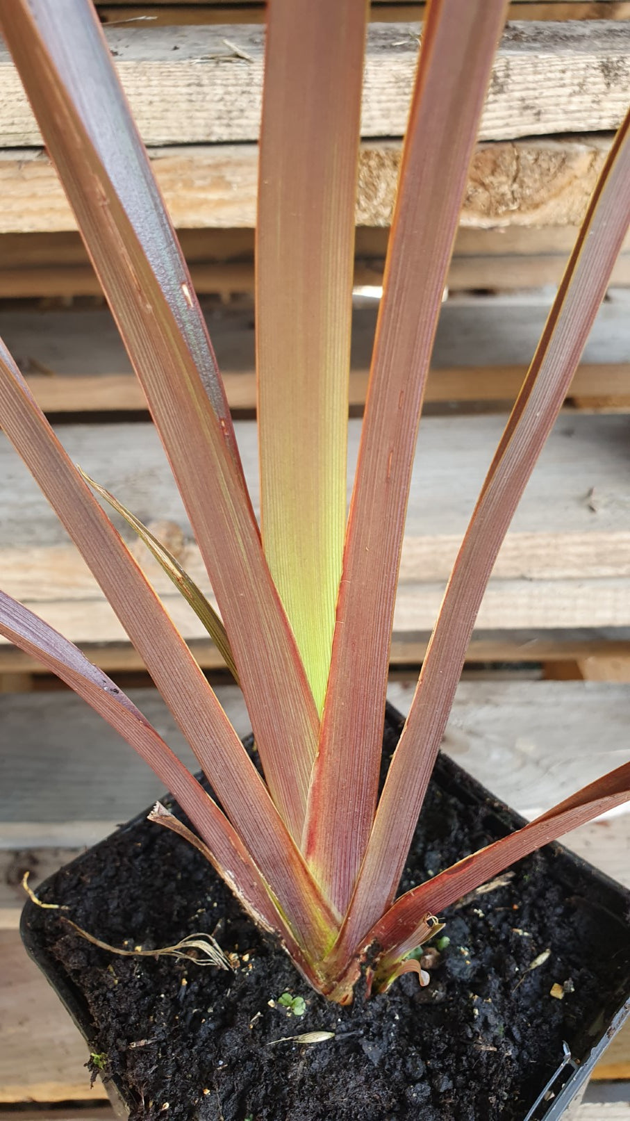 Lin de nouvelle Zélande rouge (Phormium Tenax)