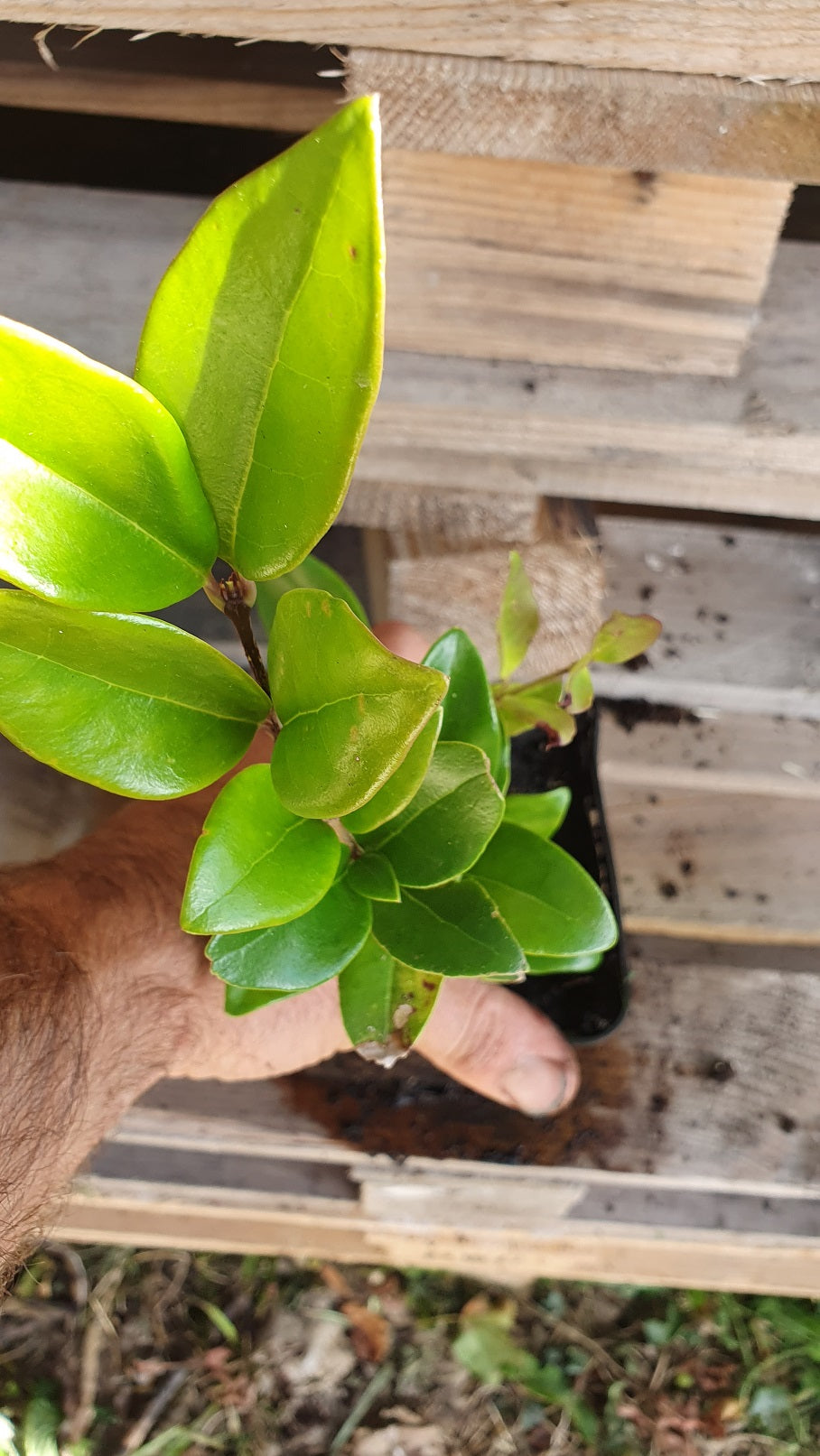 Troêne du japon "texanum" (Ligustrum japonicum)