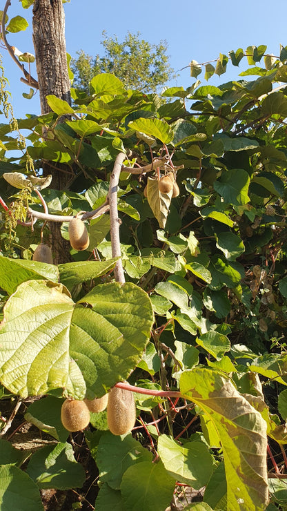 Kiwi autofertile "Jenny" (actinidia chinensis)