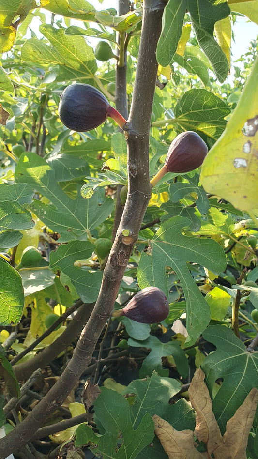 Figuier de "Boussac" (Ficus carica)