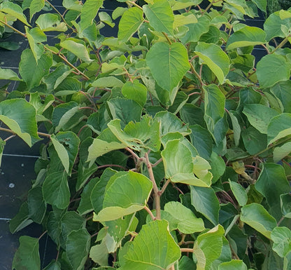 Kiwi mâle "Tomuri" (Actinidia chinensis)