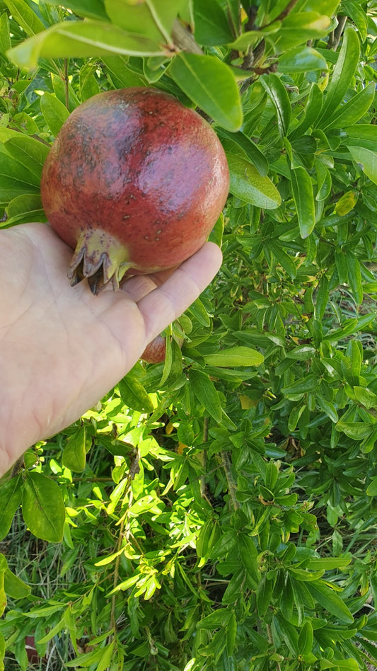 Grenadier "Fina trandral" (Punica granatum)