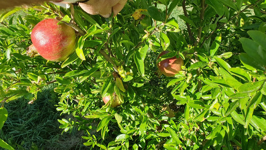 Grenadier "Fina trandral" (Punica granatum) résistant au froid