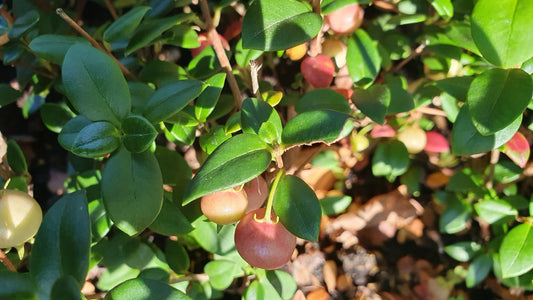 Goyavier Fraise (Ugni molinae)