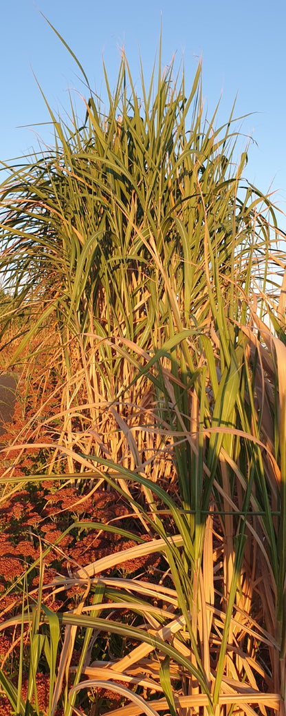 Herbe à éléphant (Miscanthus giganteus)