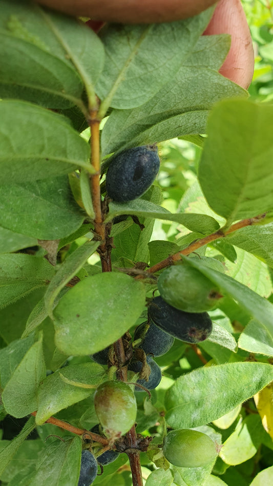 Baie de Mai "Borealis"// Camerisier de sibérie (lonicera kamtschatica)