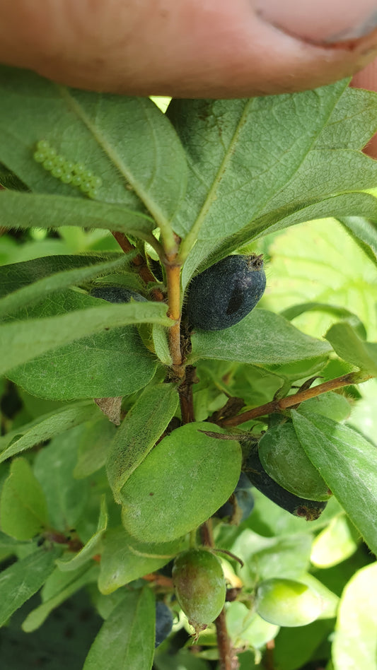 Baie de Mai "Aurore"// Camerisier de sibérie (lonicera kamtschatica)