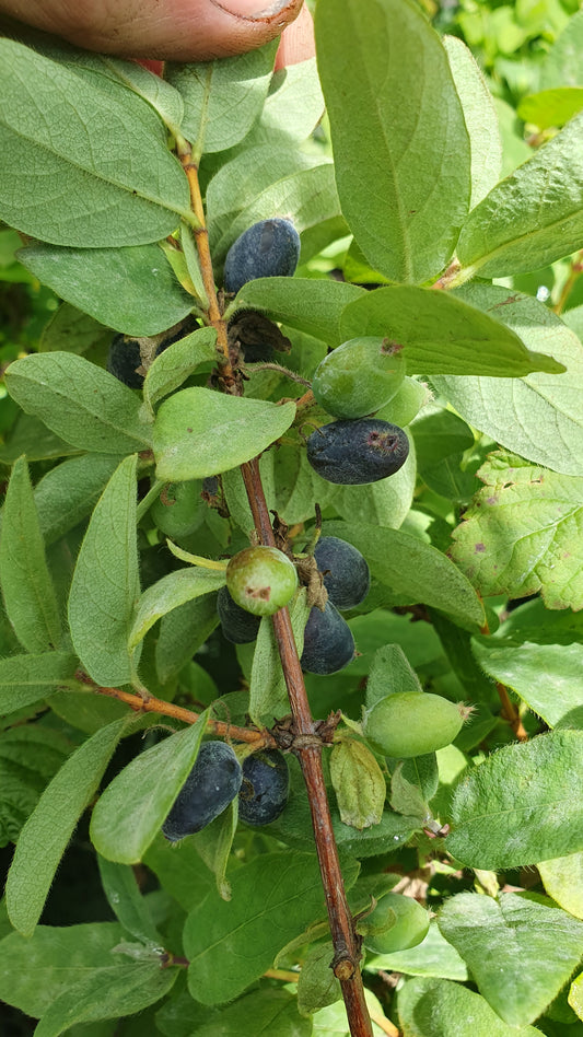 Baie de Mai "wojtek"// Camerisier de sibérie (lonicera kamtschatica)