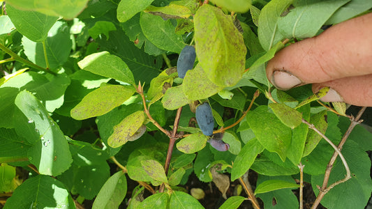 Baie de Mai "Zojka"// Camerisier de sibérie (lonicera kamtschatica)