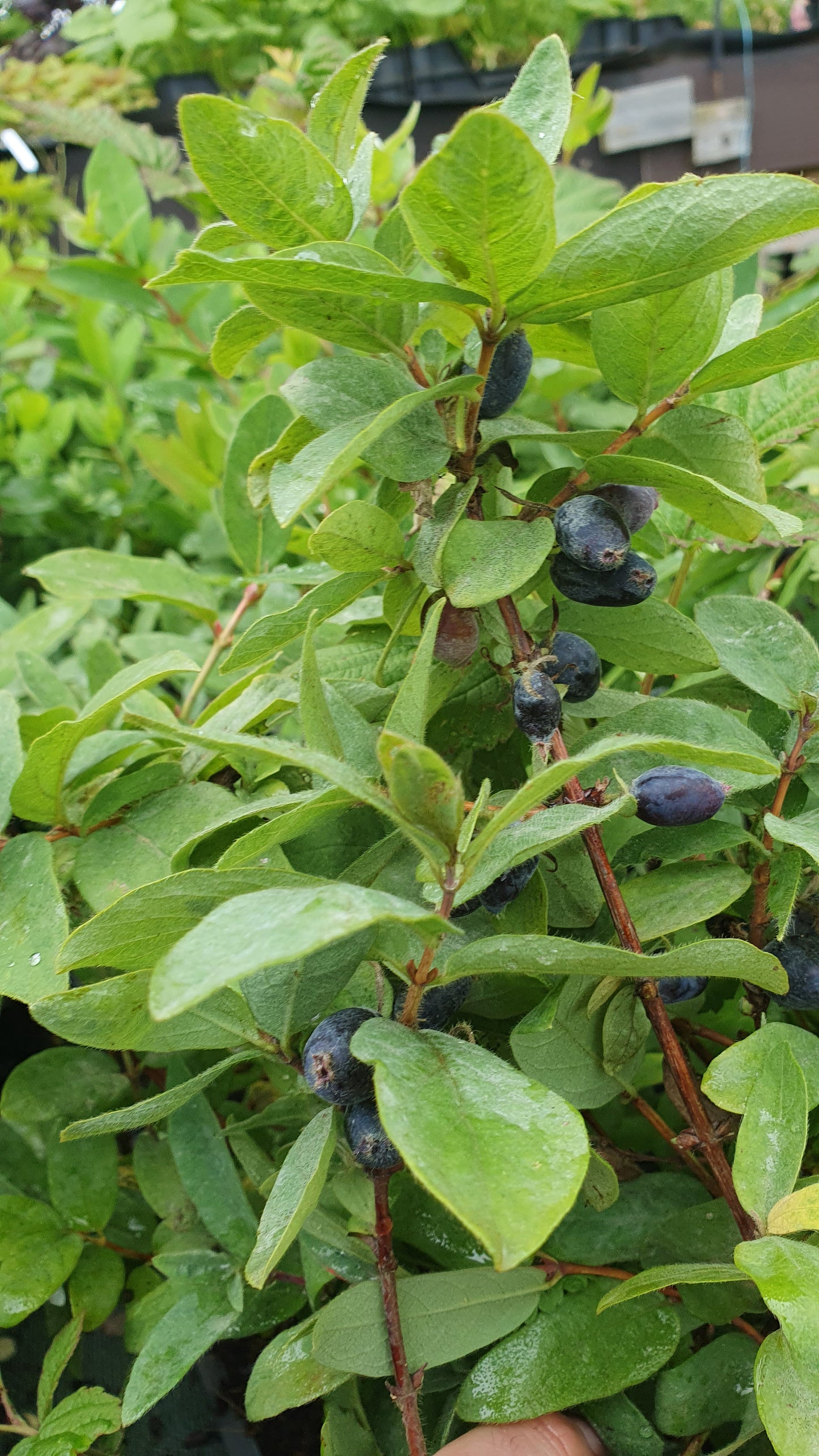 Baie de Mai "Kiev"// Camerisier de sibérie (lonicera kamtschatica)