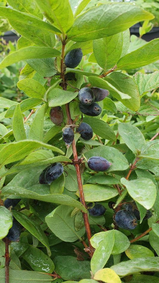 Baie de Mai "Duet"// Camerisier de sibérie (lonicera kamtschatica)