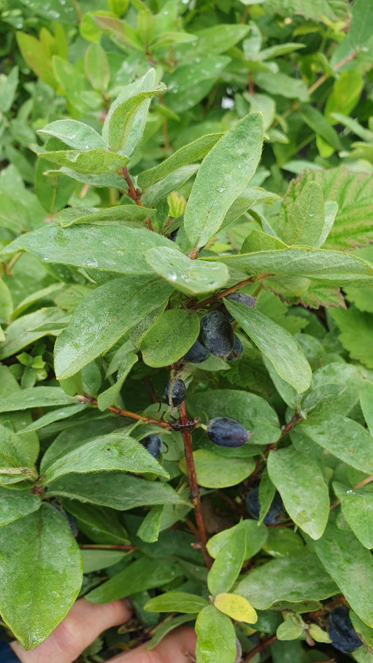 Baie de Mai "Sinoglaska"// Camerisier de sibérie (lonicera kamtschatica)