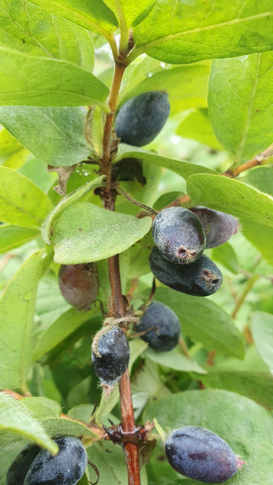 Baie de Mai "Tomishka"// Camerisier de sibérie (lonicera kamtschatica)