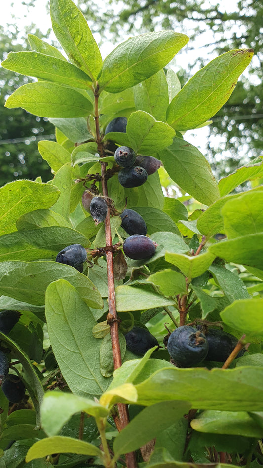 Baie de Mai "Blue banana ®"// Camerisier de sibérie (lonicera kamtschatica)