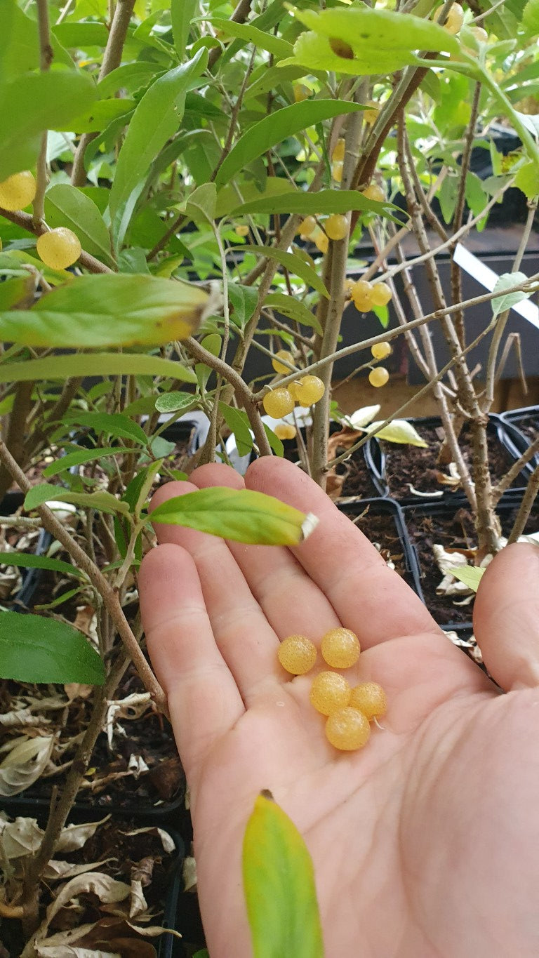 Chalef d'automne 'amber' (Elaeagnus umbellata)
