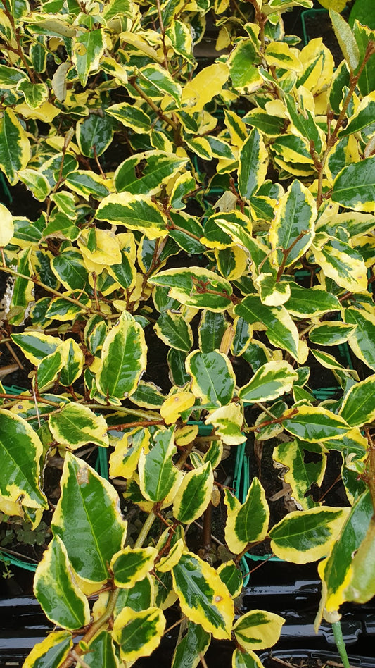 Eleagnus "gold rim" (Elaeagnus pungens)