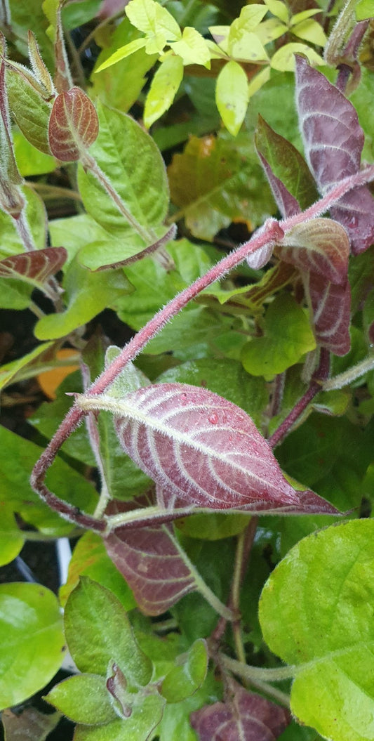 Herbe à fromage// "La Mo Long" (Paederia lanuginosa)