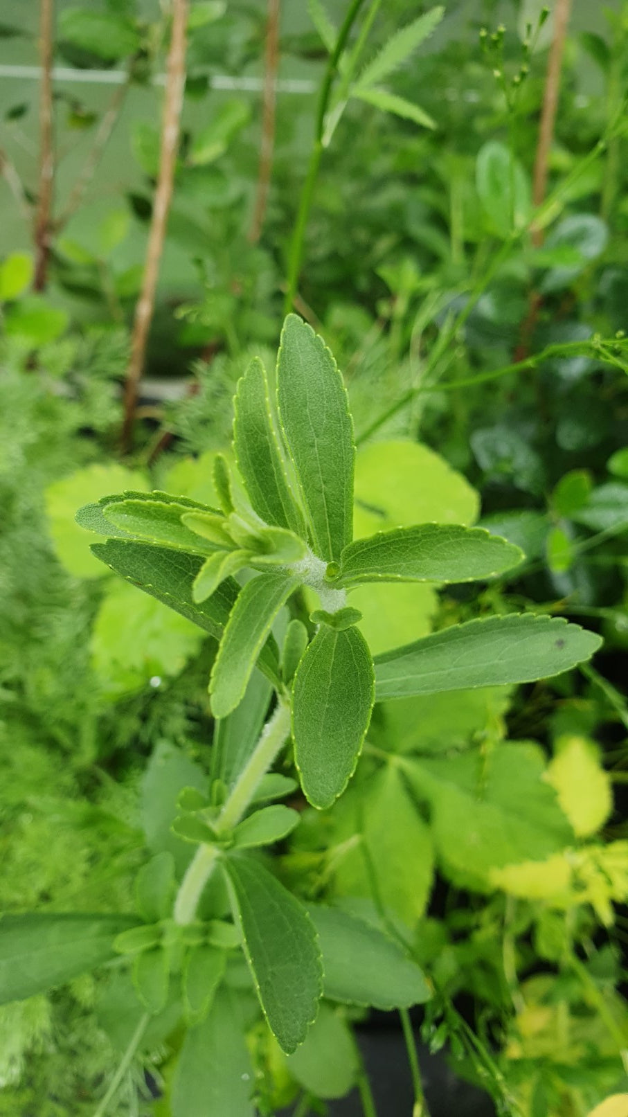 Stevia // Plante à sucre (Stevia rebaudiana)