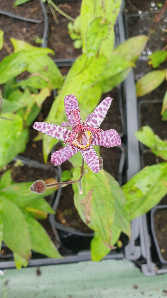 Lys crapaud "Miyazaki" (Tricyrtis hirta)