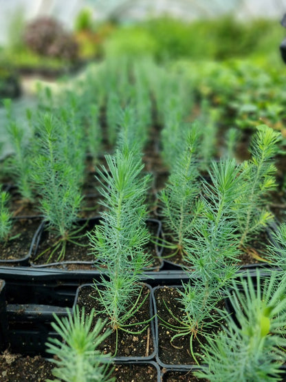 Pin parasol de semis (Pinus pinea)